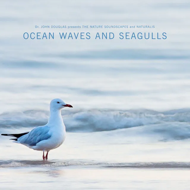 Seagulls on the Beach