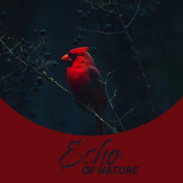 Echo of Nature: Nature White Noise🌿 (Woodland Birds, Forest Stream, Nature at Night, Rain Sounds)