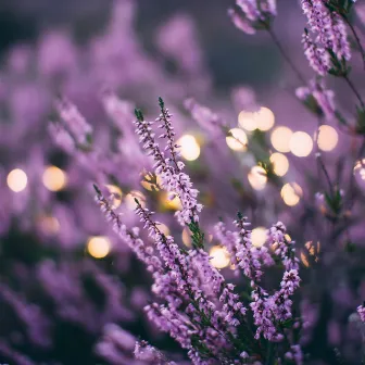 Lavender by Sky and Sea