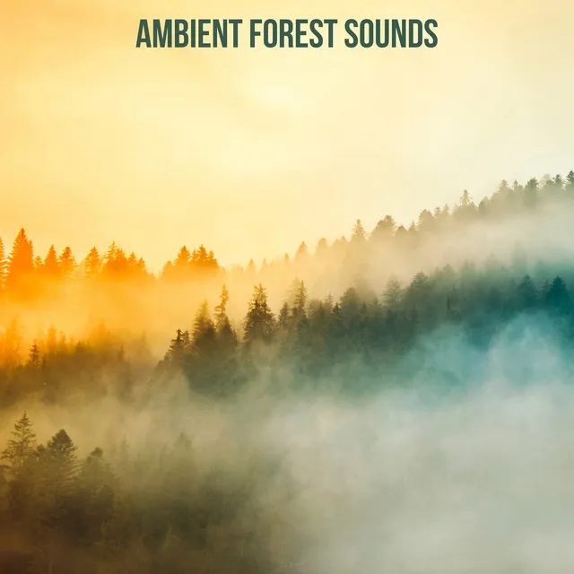 Ambient Forest Sounds