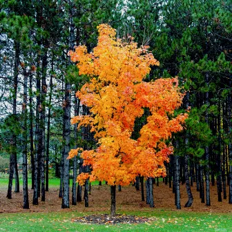 A maple in the pines by Cecilia Kyllinge