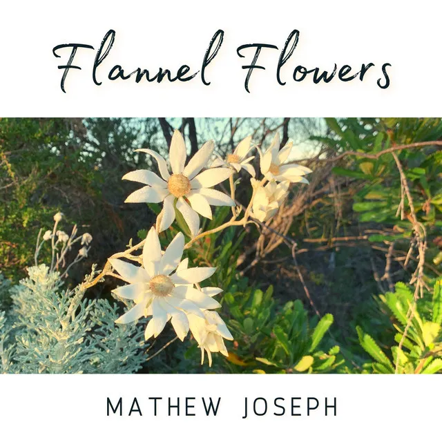 Flannel Flowers