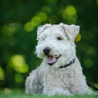 Raindrop Woofs: Piano's Dog Serenity Sessions by Pinetree Way