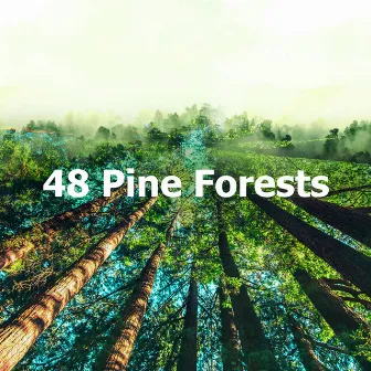 48 Pine Forests by Forest