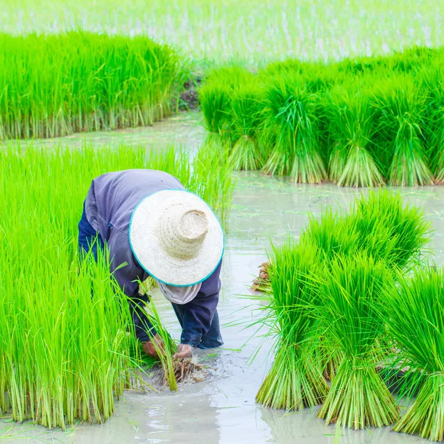 Workday Oasis: Binaural Rain Serenity for Enhanced Productivity