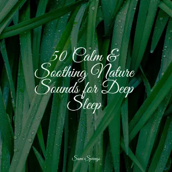 50 Calm & Soothing Nature Sounds for Deep Sleep by Ambient