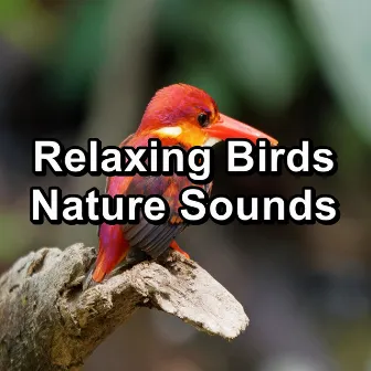 Relaxing Birds Nature Sounds by Bird Sounds 2016