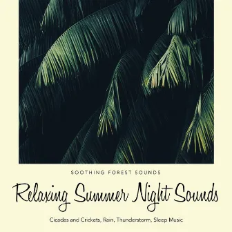 Relaxing Summer Night Sounds: Soothing Forest Sounds, Cicadas and Crickets, Rain, Thunderstorm, Sleep Music by Unknown Artist