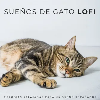 Sueños De Gato Lofi: Melodías Relajadas Para Un Sueño Reparador by Música tranquila para gatos