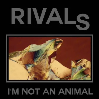 I'm Not an Animal by Rivals