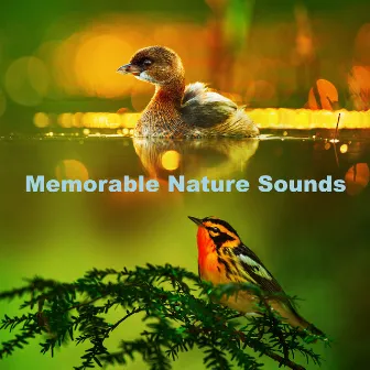 Memorable Nature Sounds by Memorable