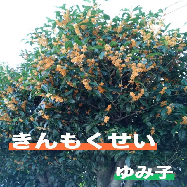 osmanthus