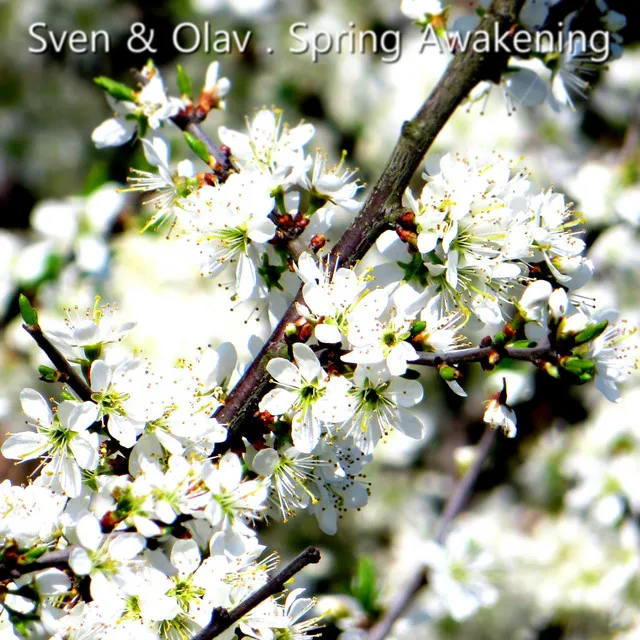 Spring Awakening - Radio Mix