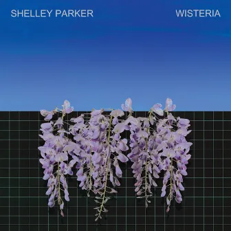 Wisteria by Shelley Parker