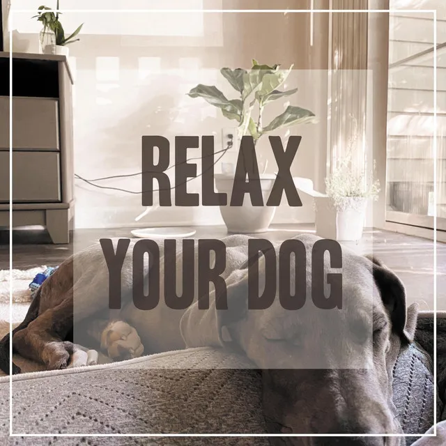 Relaxing Songs for Dogs