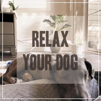 Relaxing Songs for Dogs by Pet Music