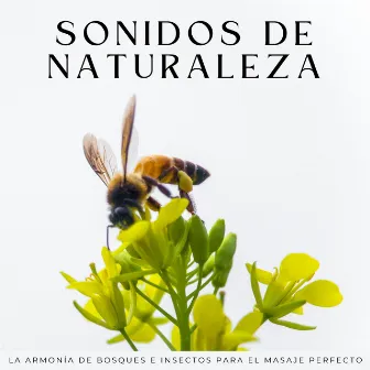 Sonidos De Naturaleza: La Armonía De Bosques E Insectos Para El Masaje Perfecto by Efectos de sonido de la madre naturaleza