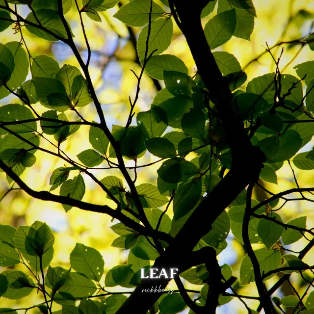 Leaf