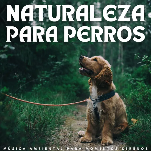 Naturaleza Para Perros: Música Ambiental Para Momentos Serenos