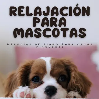 Relajación Para Mascotas: Melodías De Piano Para Calma Y Confort by 