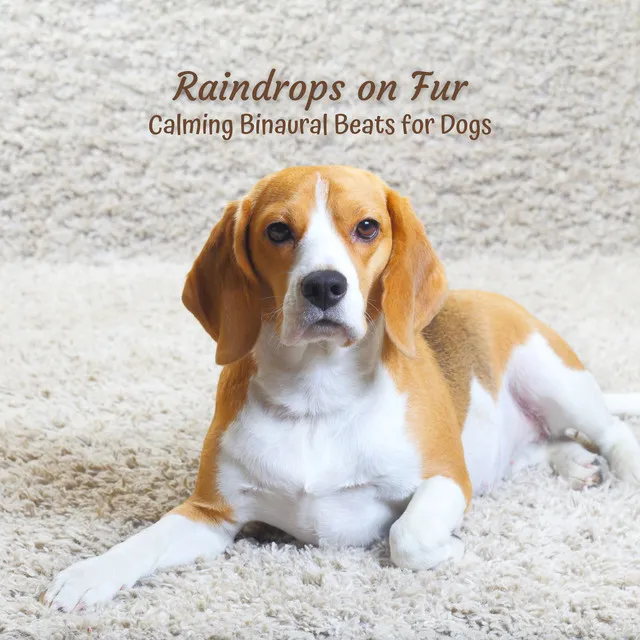 Raindrops Serenade for Dogs