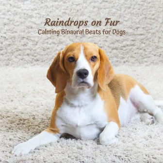 Raindrops on Fur: Calming Binaural Beats for Dogs by Calm Storm