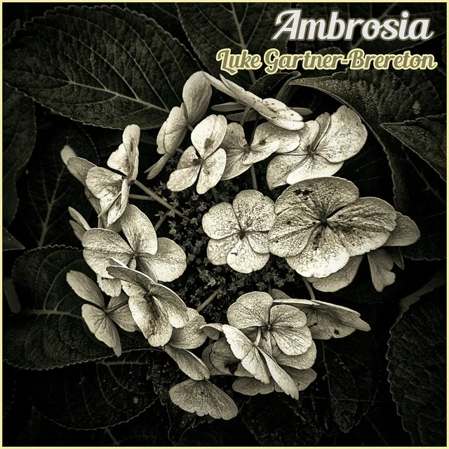 Ambrosia