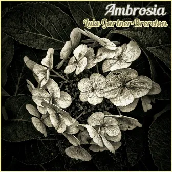 Ambrosia by Luke Gartner-Brereton