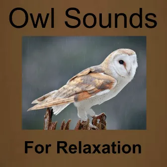 Owl Sounds for Relaxation by Owl Sounds Recordings