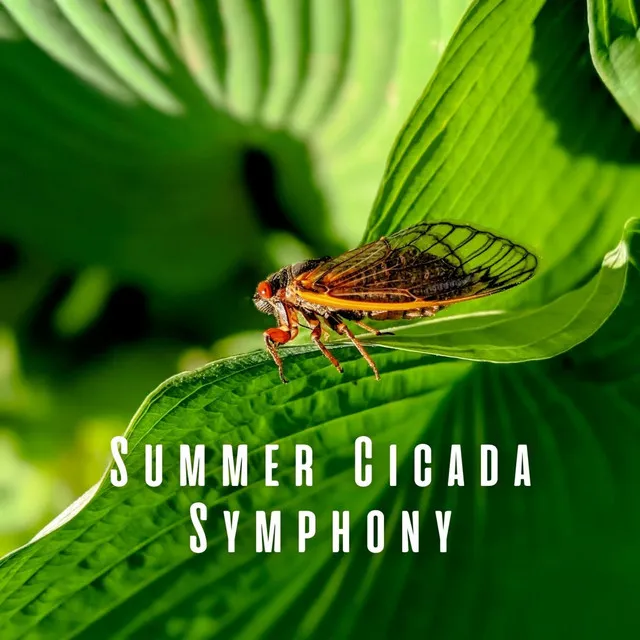 Summer Cicada Symphony