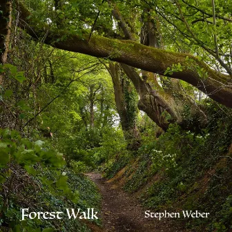 Forest Walk by Stephen Weber