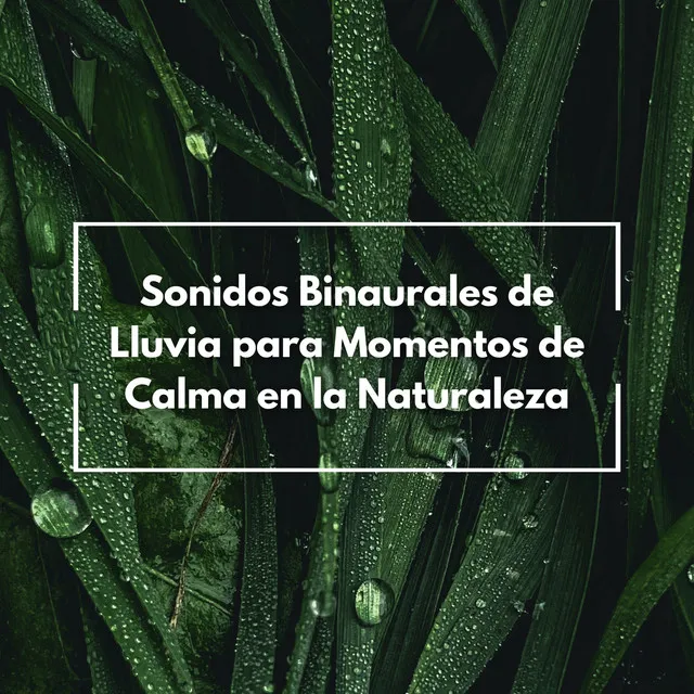 Sonidos Binaurales De Lluvia Para Momentos De Calma En La Naturaleza