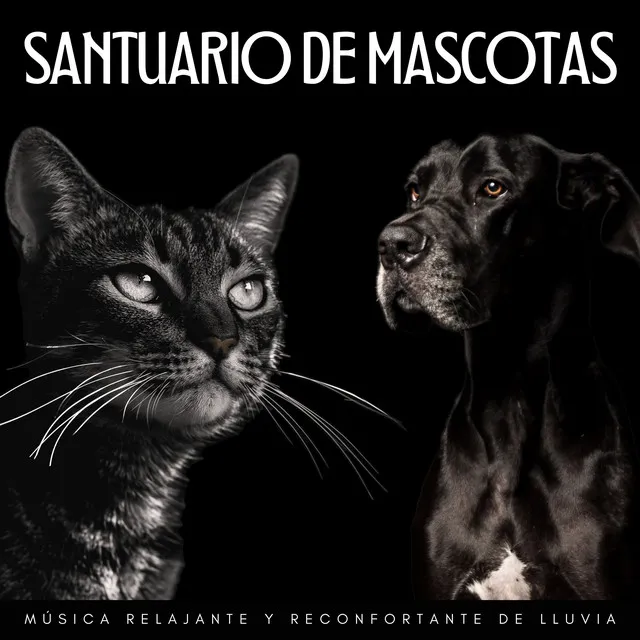 Santuario De Mascotas: Música Relajante Y Reconfortante De Lluvia