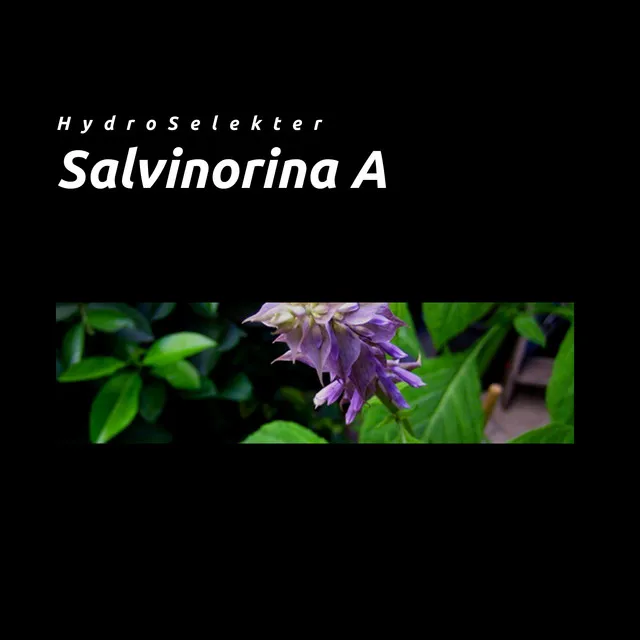 Salvinorina A