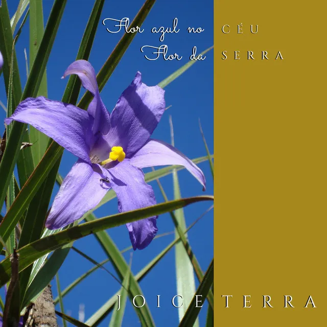 Flor da Serra