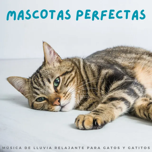 Mascotas Perfectas: Música De Lluvia Relajante Para Gatos Y Gatitos