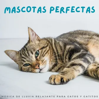 Mascotas Perfectas: Música De Lluvia Relajante Para Gatos Y Gatitos by 