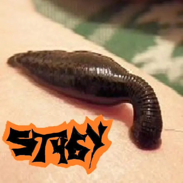 leech