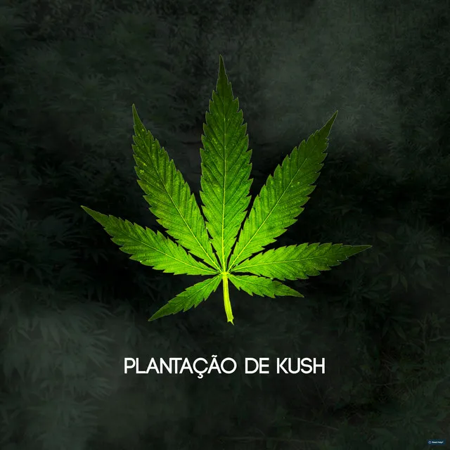 Plantação de Kush