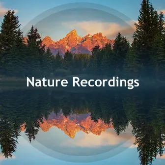 Nature Recordings by Naturesque