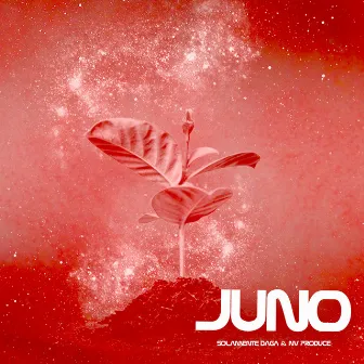 Juno by N.V Produce