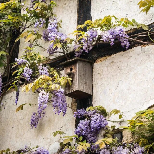 Wisteria Room