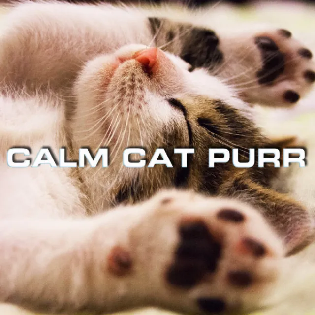 Calm Cat Purr