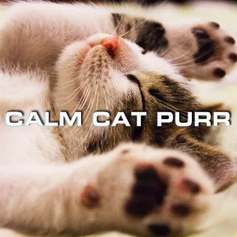 Calm Cat Purr by Calm