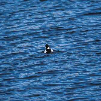 Waterfowl by Salnik