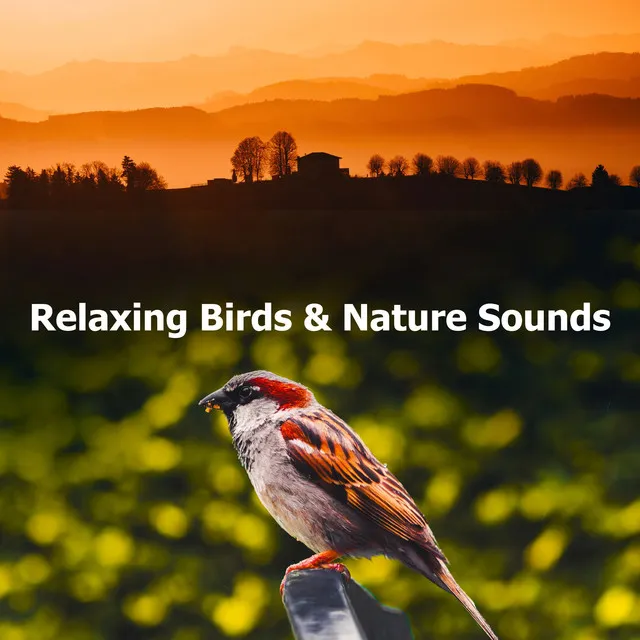 Relaxing Birds & Nature Sounds