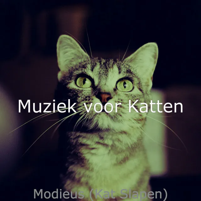 Modieus Kat Slapen - Achtergrondmuziek