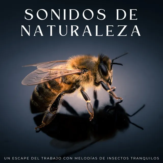 Sonidos De Naturaleza: Un Escape Del Trabajo Con Melodías De Insectos Tranquilos