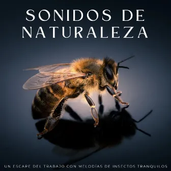 Sonidos De Naturaleza: Un Escape Del Trabajo Con Melodías De Insectos Tranquilos by Música de Trabajo