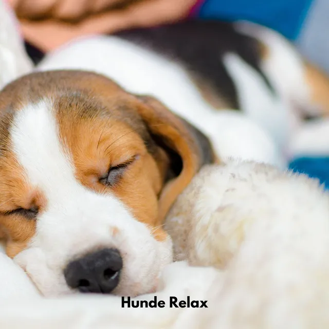 Hunde Relax